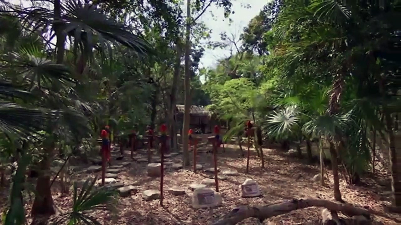 El planeta de los loros_ DOCUMENTAL
