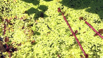 Un estudio apunta a que la luz de las ciudades influye en la disminución de los insectos