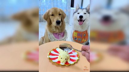 Dog Reaction to Cutting Cake - Funny Dog Cake Reaction Compilation