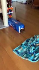 Playful Kitten Pounces Out of Pepsi Box