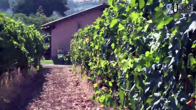 Ogni piatto ha il suo vino ideale di accompagnamento che va servito alla temperatura corretta. ROMAE Roma Doc Rosso della Cantina San Marco di Frascati