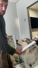 Malamute Growls at Man and Brush