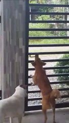 Determined Dog Frees Friends
