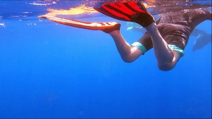 High five avec un baleineau