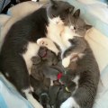 cats and dogs - Beautiful and wonderful family