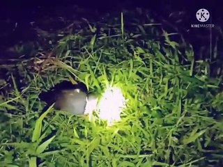 Berburu ruak ruak di malam hari