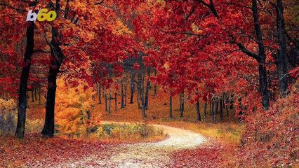 Here Are Some Fall Favorites That Also Boost Your Immune System