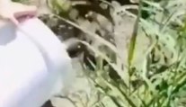 Catania - Sequestrati esemplari di anguilla europea a rischio estinzione (12.10.21)