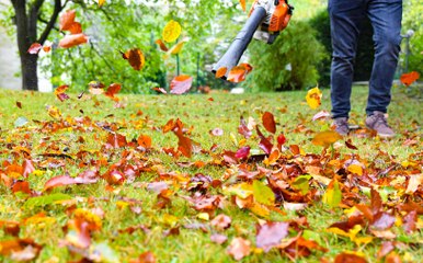Bunte Blätter: Darum ist der Herbst so farbenfroh