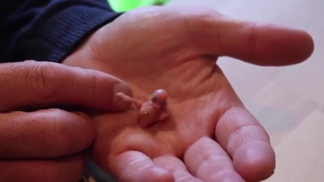 De l'oeuf à l'oiseau, il élève une perruche et c'est magnifique