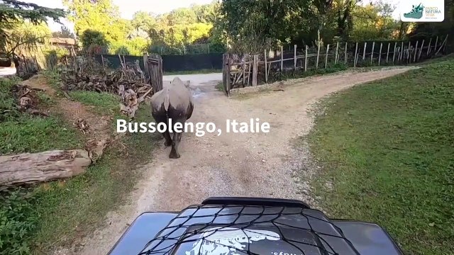 Images de Toby, le plus vieux rhinocéros blanc du monde, décédé à 54 ans