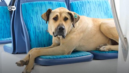 İstanbul'un gezgin köpeği Boji