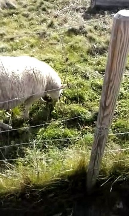 Sheep