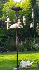 Cheeky Crow Feeds Pigeon Friends