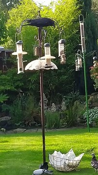 Cheeky Crow Feeds Pigeon Friends