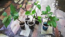 GROW Ficus Religiosa From Cutting - Simple and Easy | Peepal