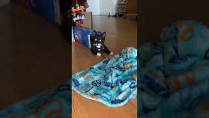 Playful Kitten Pounces Out of Pepsi Box