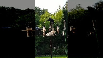 Cheeky Crow Feeds Pigeon Friends