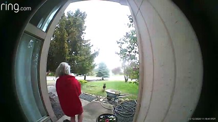 German Shepherd Yanks Sister to Ground