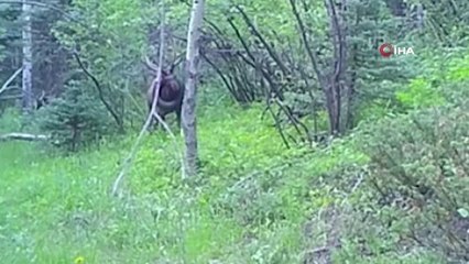 İki yıldır boynunda araba lastiğiyle dolaşan geyik kurtarıldı