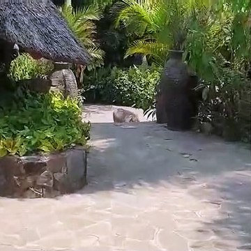 Il a cru que c'est très mignon phacochère !