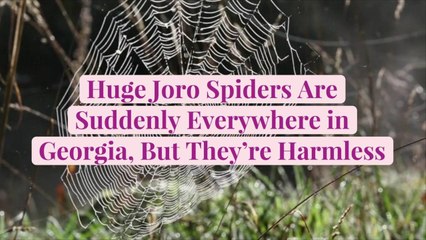 Huge Joro Spiders Are Suddenly Everywhere in Georgia, But They're Harmless