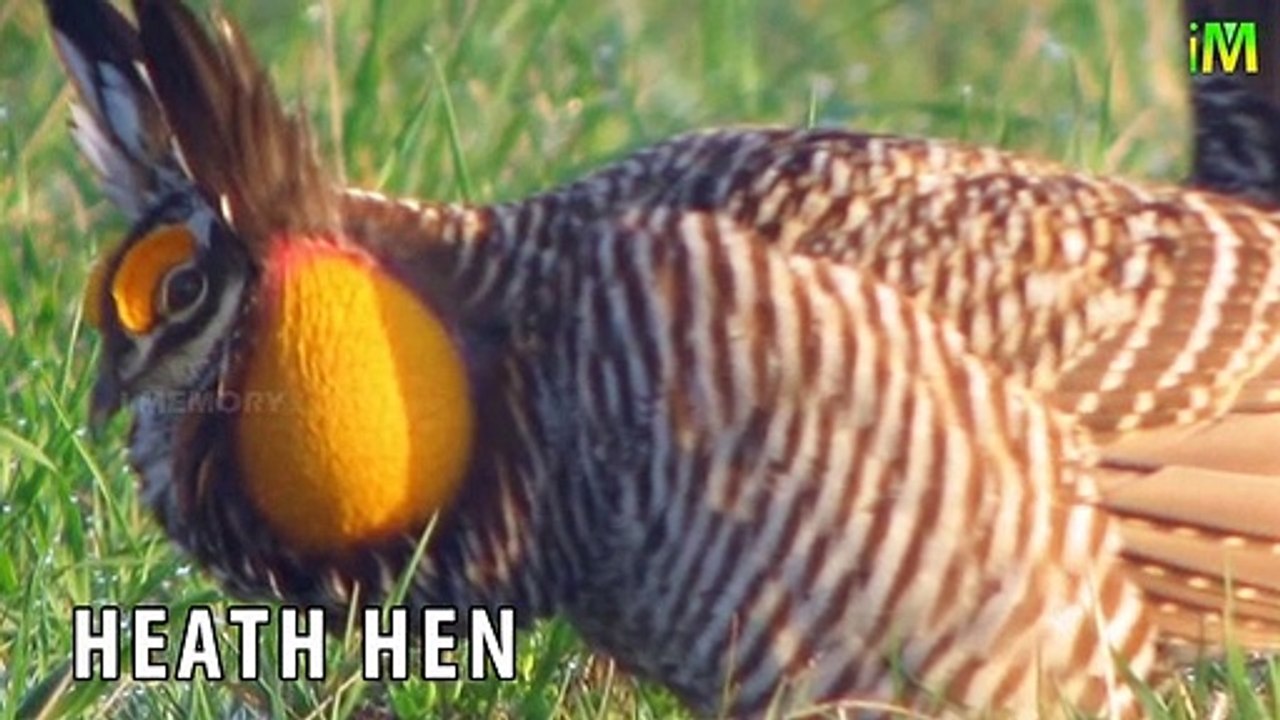 Top 10 Extinct Animals l Extinct Animals 2 l Animals Species l l Memory