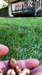 Tupai imut saat makan