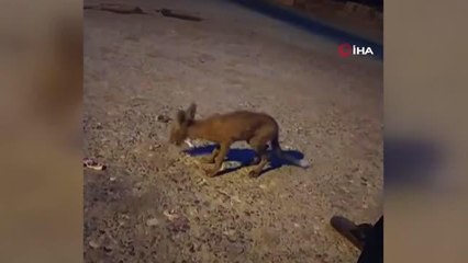 Tilkiyle gülümseten diyalog kamerada