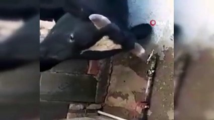 Susayan inek, hareketiyle fenomen oldu!