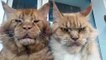 Grump Cat Couple Hang Tongues Out