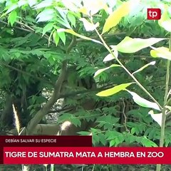 Tigre de Sumatra mató a la hembra que debía salvar a su especie