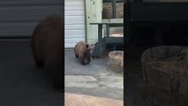 Bear Scared Down Stairs by Dogs