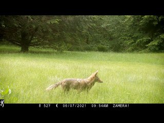 Colette the Three-Legged Coyote