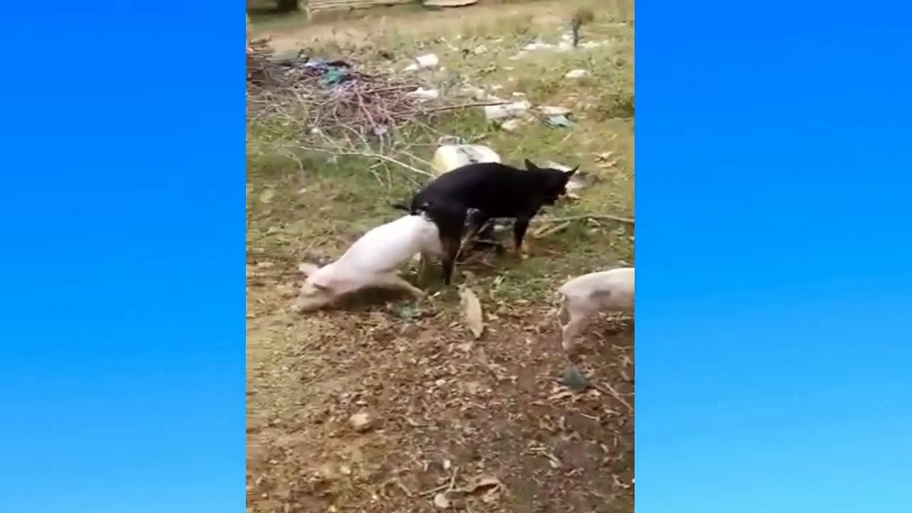 Amazing dog mating with other animals (pig) video Dailymotion