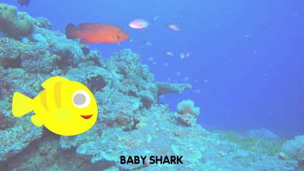 Baby Shark Five Little Fish Song and Nursery Rhymes 