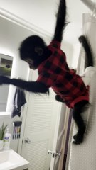 Monkey Climbs on Shower Curtain