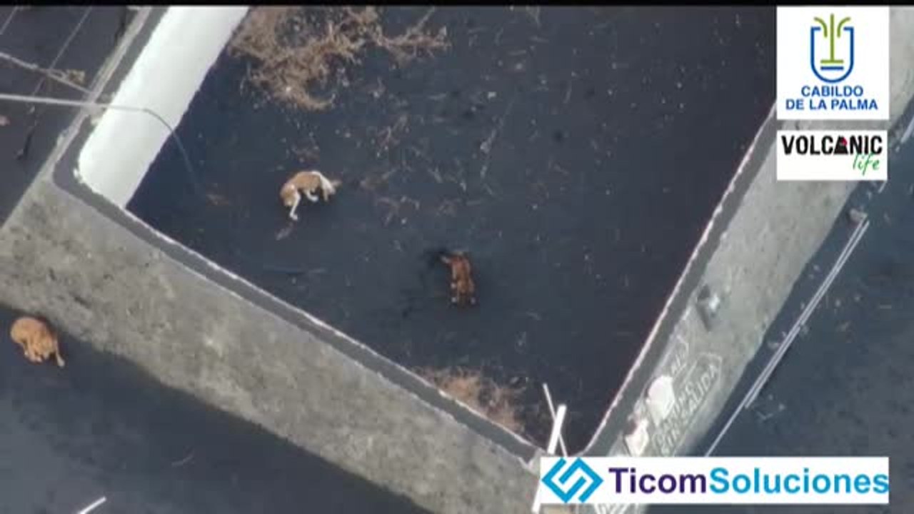 Movilización para rescatar a tres perros atrapados en La Palma