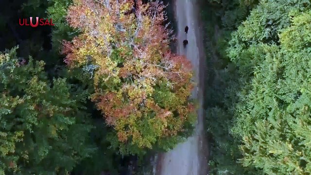 Yurtta hazan güzelliği: Domaniç Dağları'nda sonbahar kendini hissettirmeye başladı