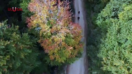 Yurtta hazan güzelliği: Domaniç Dağları'nda sonbahar kendini hissettirmeye başladı