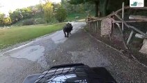 فيديو | نفوق أقدم وحيد قرن في العالم في حديقة حيوان إيطالية