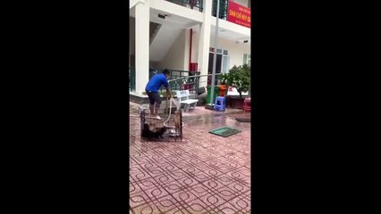 UBND phường nhận 12 chú chó của F0 về chăm sóc