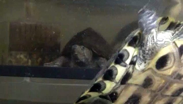 【Lamu chan】3568【ラムちゃん】