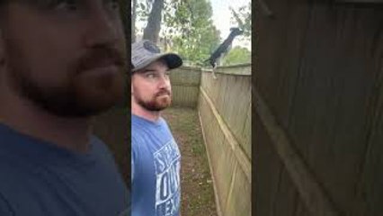 Fence Can't Contain This Jumping Dog