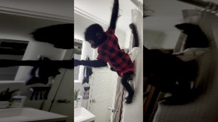 Monkey Climbs on Shower Curtain