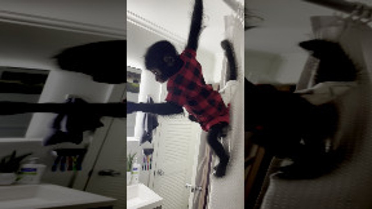 Monkey Climbs on Shower Curtain
