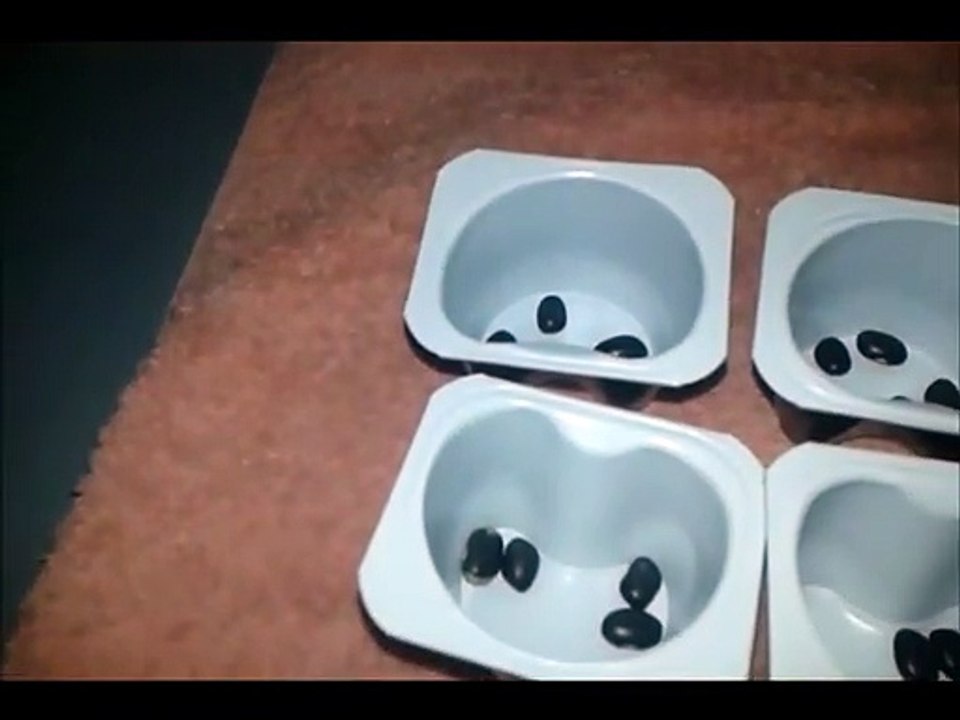 ASMR COMO FAZER SONS COM FEIJÕES