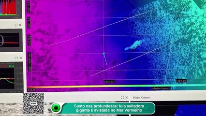 Susto nas profundezas: lula saltadora gigante é avistada no Mar Vermelho