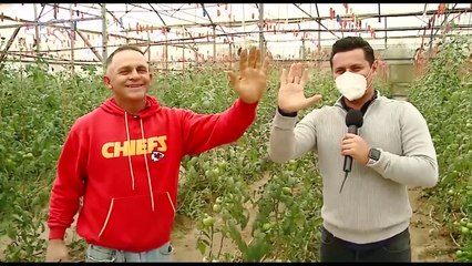 mqn-Conozca al tomatero boxeador de Zarcero-121021