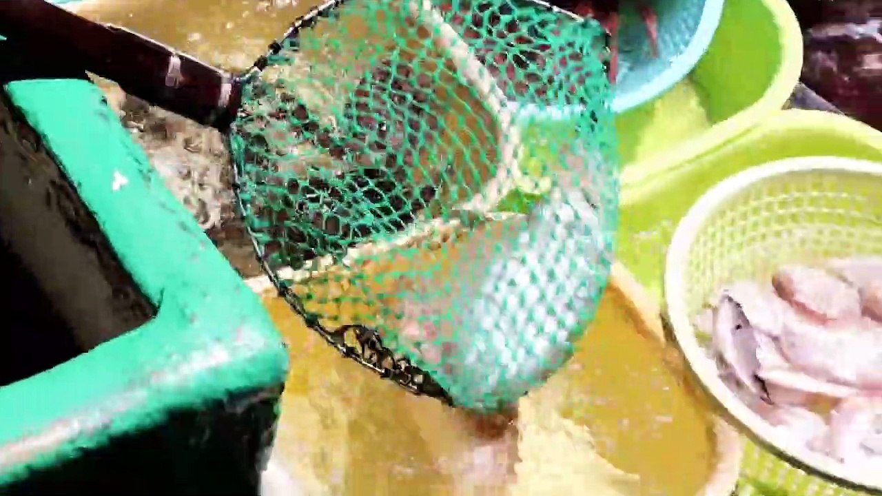 Street Food || Amazing Cutting of Live Octopuses at Sai Kung Harbour Seafood Market  Hong Kong.